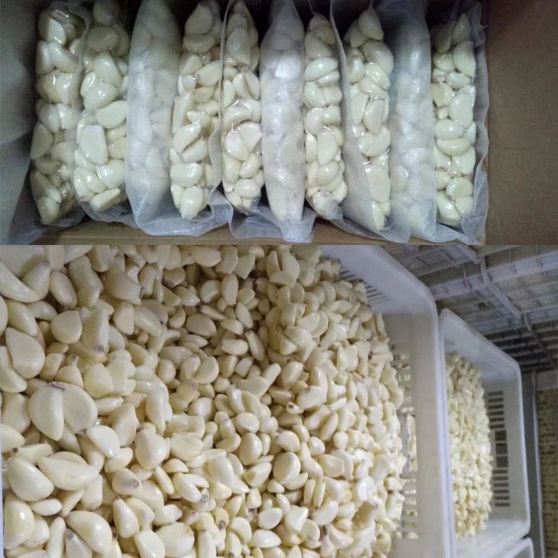 garlic peeler garlic peeler